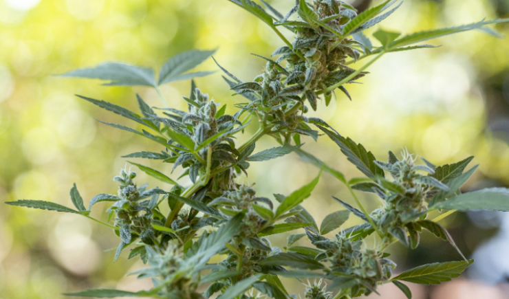 CFF regulamenta atuação do farmacêutico na cadeia produtiva da Cannabis