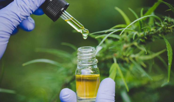 Anvisa amplia regulamentação da cannabis medicinal no Brasil