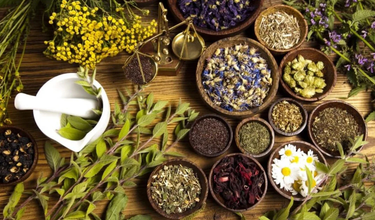 Pesquisador indígena cataloga 175 plantas medicinais de seu território