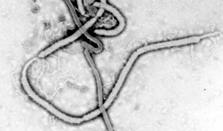 OMS declara emergência internacional após novo surto de ebola na África