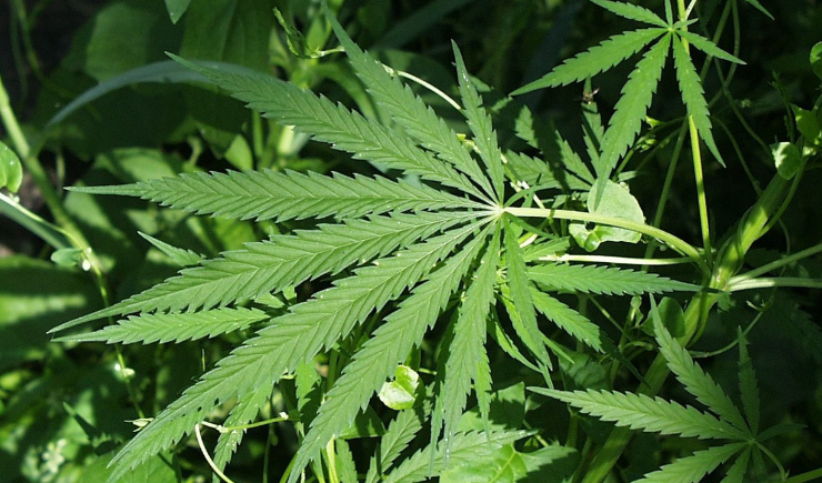 Regras para cultivo de cannabis medicinal passam a valer e CFF regulamenta atuação farmacêutica
