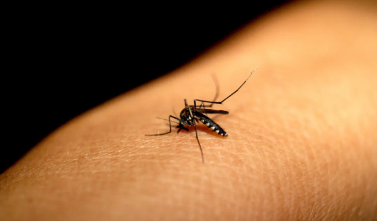 Dose única: Anvisa aprova primeira vacina para Chikungunya