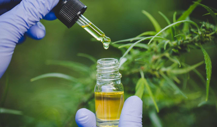 Anvisa amplia regulamentação da cannabis medicinal no Brasil