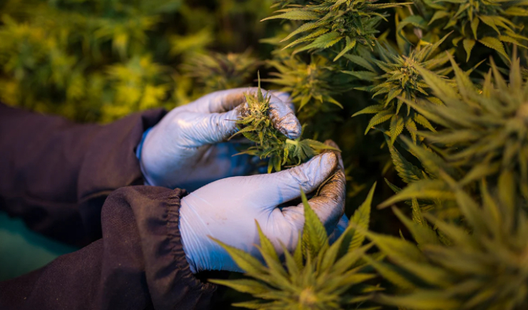 CFF aprova resolução sobre a atuação do farmacêutico em atividades relacionadas à Cannabis