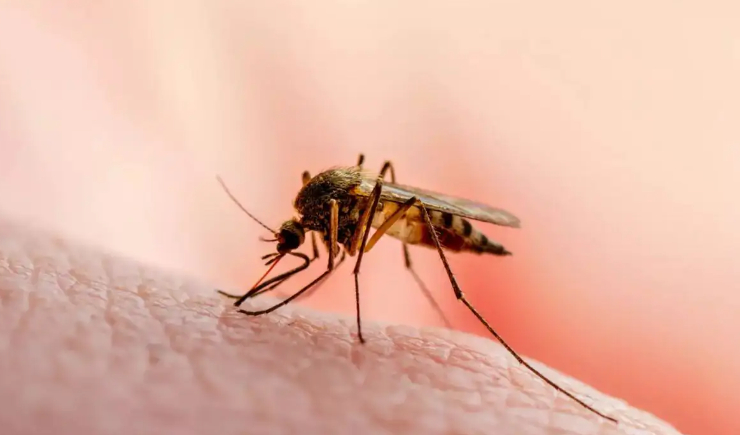 Composto de esponja marinha tem potencial para eliminar parasita da malária