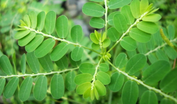 Quebra-pedra pode virar aliado do SUS contra cálculos renais