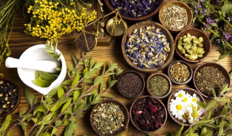 Pesquisador indígena cataloga 175 plantas medicinais de seu território