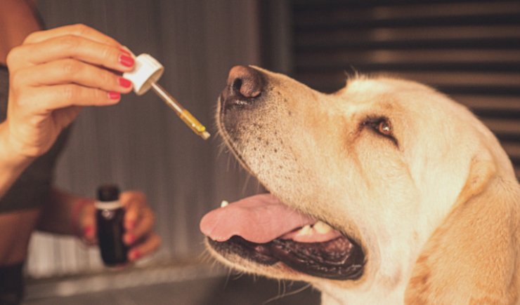 Anvisa define que produtos à base de Cannabis poderão ser regularizados para uso em animais