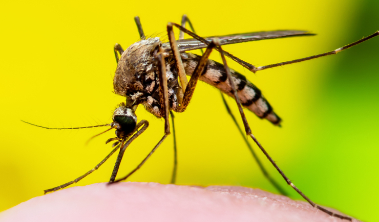 País registrou, nas três primeiras semanas de 2024, 12 mortes por dengue e 120.874 casos prováveis