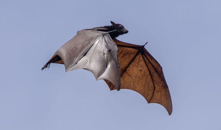 Vírus Nipah: por que o potencial de mutação acende o alerta global