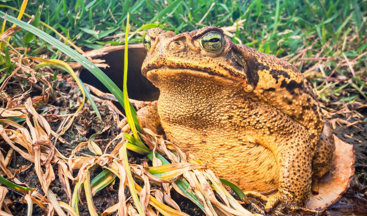 Estudo encontra moléculas com potencial antibiótico em veneno do sapo-cururu