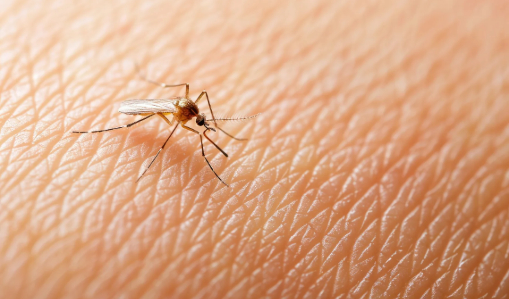 Anvisa autoriza pesquisa de primeira vacina brasileira contra malária
