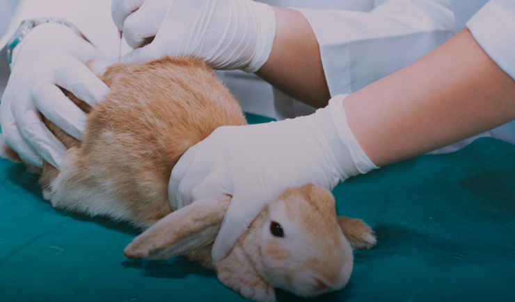 Projeto propõe o uso da biotecnologia como alternativa a testes em animais de medicamentos e vacinas