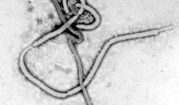 OMS declara emergência internacional após novo surto de ebola na África
