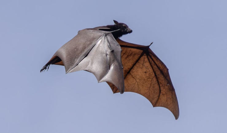 Vírus Nipah: por que o potencial de mutação acende o alerta global