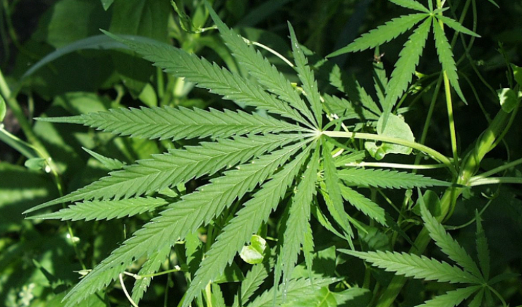 Regras para cultivo de cannabis medicinal passam a valer e CFF regulamenta atuação farmacêutica