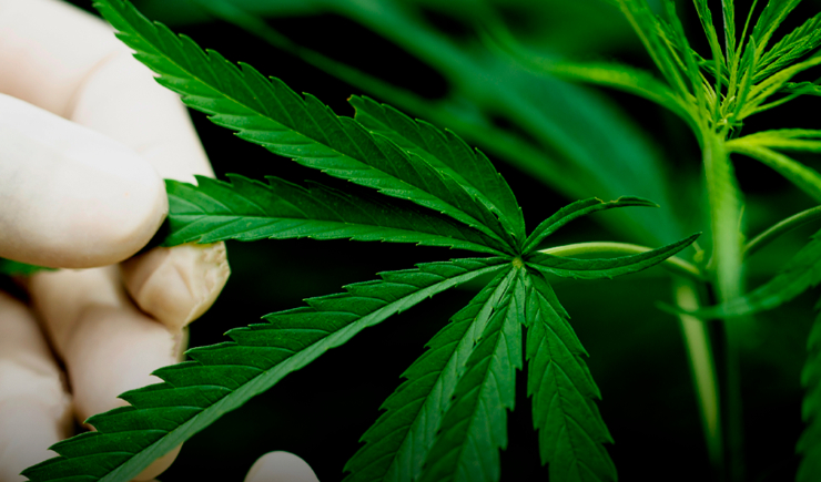 Datafolha: 76% dos entrevistados em pesquisa é favorável ao uso medicinal da cannabis