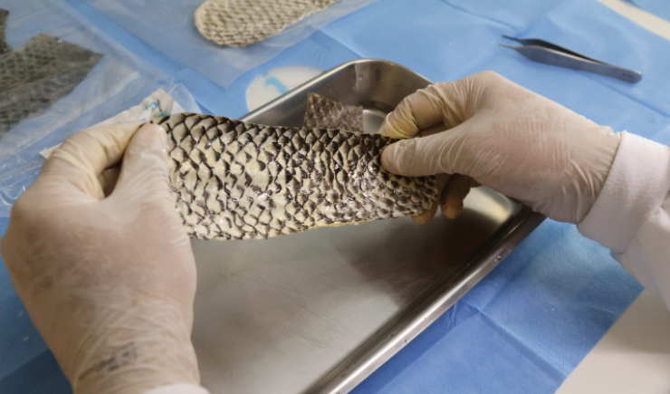 Curativo produzido com pele de tilápia entra na fase final para chegar ao mercado