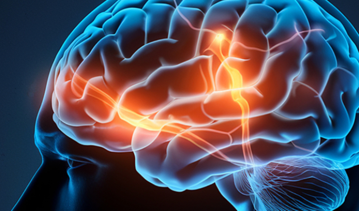 Estudo identifica células de defesa do cérebro que podem ajudar a proteger contra o Alzheimer
