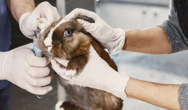 Brasil proíbe testes de cosméticos em animais: marco ético e avanço científico