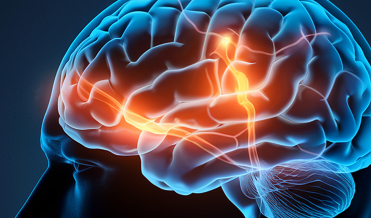 Estudo identifica células de defesa do cérebro que podem ajudar a proteger contra o Alzheimer