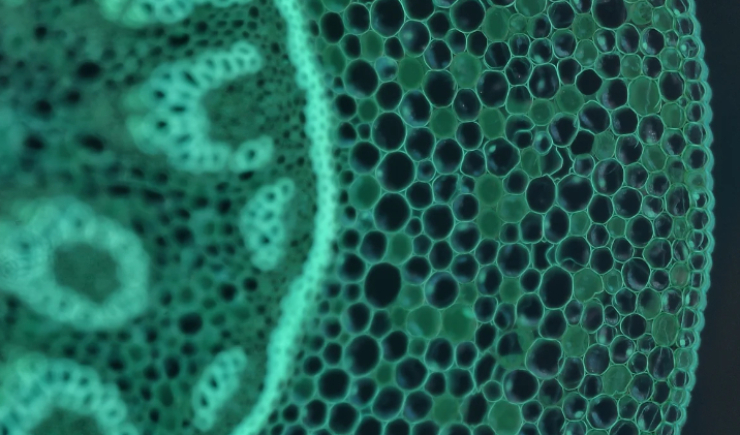 Células da mãe permanecem no corpo dos filhos por toda a vida, revela ciência